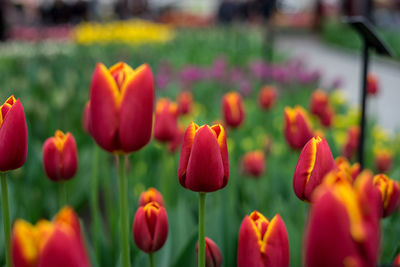 Close-up of red tulips in field