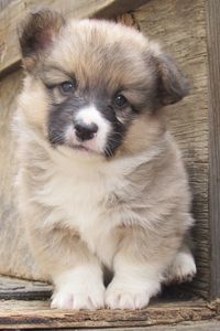 Portrait of corgi puppy