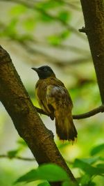 Low angle view of bird perching on branch