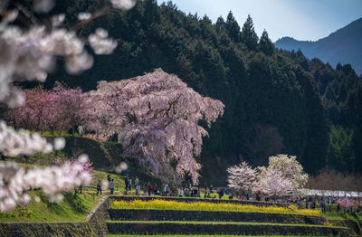 View of cherry blossom trees on field