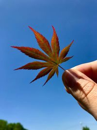 Close-up of hand holding maple leaves against sky