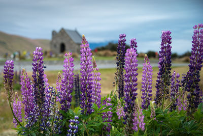 Close-up of purple flowering plants on field against sky