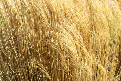 Full frame shot of wheat field