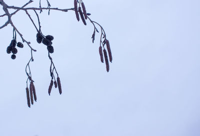 Low angle view of plant against clear sky