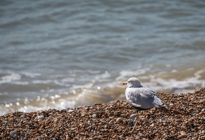 Seagull perching on a rock