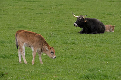 Sheep in a field