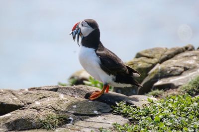 Close-up of bird perching on rock