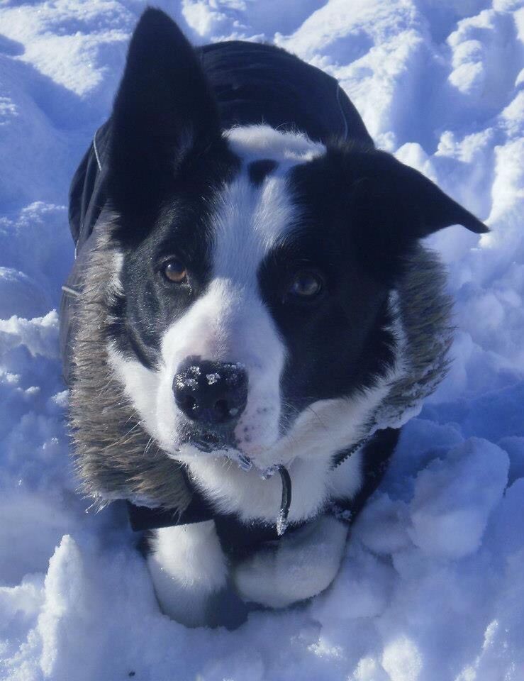 PORTRAIT OF A DOG