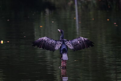View of birds flying over lake