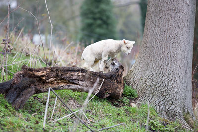 Sheep on tree trunk