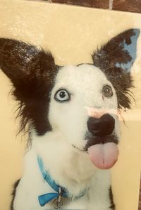 Close-up portrait of dog sticking out tongue