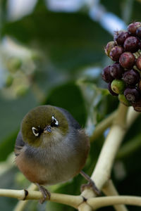 Close-up of bird perching on fruit
