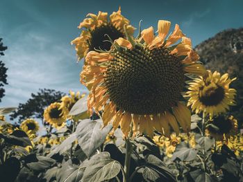 Close-up of sunflower