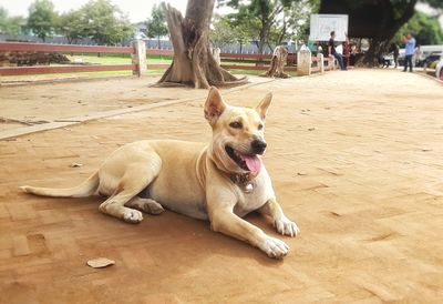 Portrait of a dog