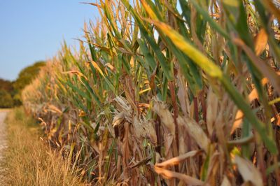 Close-up of crops on field