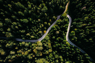 Aerial top view of mountain road surrounded with pine forest trees. drone  calm adventure.
