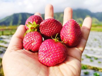 Close-up of hand holding strawberries