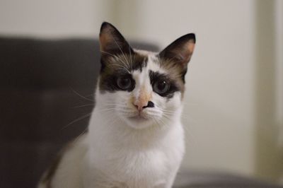 Close-up portrait of cat