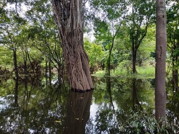 Scenic view of lake by trees in forest