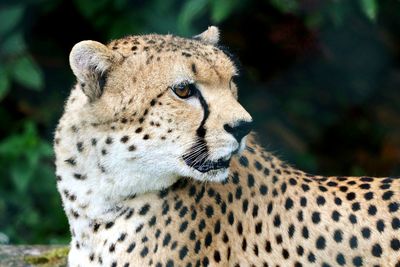 Close-up of a cat looking away