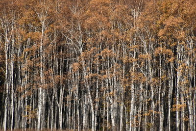 Full frame shot of pine trees in forest