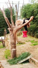 animal themes