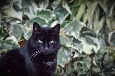 Close-up portrait of black cat