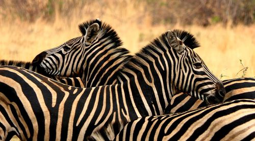 Close-up of zebra