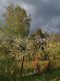 Trees growing on field against sky