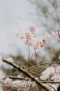 Close-up of cherry blossoms in spring