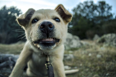Portrait of dog