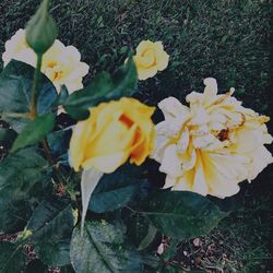 High angle view of yellow flowering plants