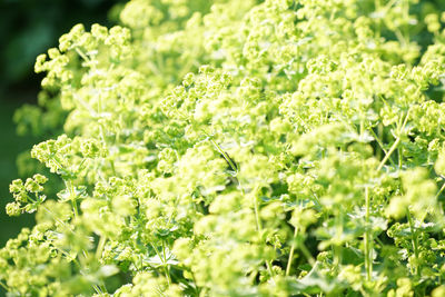 Close-up of white flowering plants on field