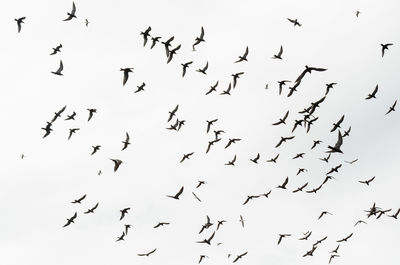 Low angle view of silhouette birds flying against sky