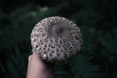 Close-up of hand holding mushroom