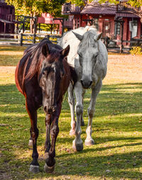 Horses standing in field