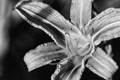 Close-up of day lily