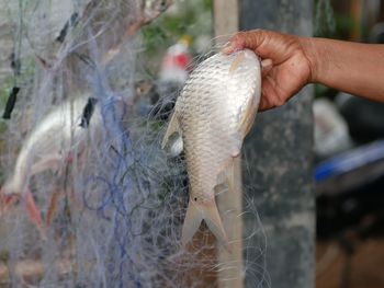 Close-up of hand holding fish