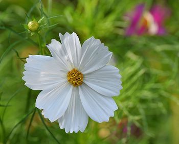 Close-up of white cosmos flower