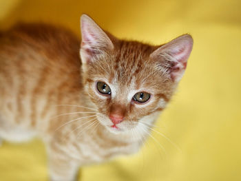 Close-up portrait of a cat