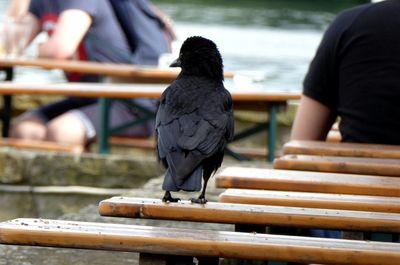 Close-up of bird perching on wood