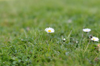 White daisy flowers on field