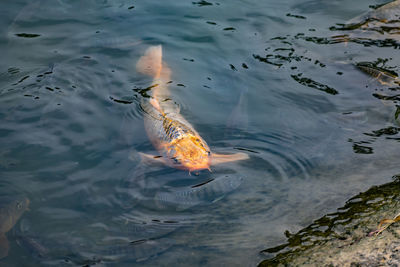 High angle view of fish swimming in lake