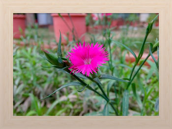 Close-up of pink flower blooming outdoors