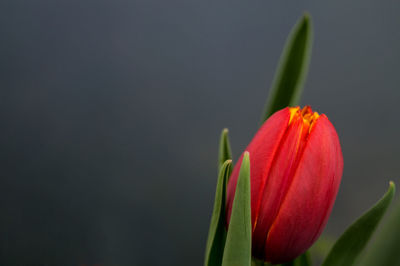 Close-up of day lily blooming outdoors