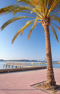 Palm tree by sea against clear sky