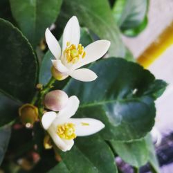 Close-up of frangipani blooming outdoors