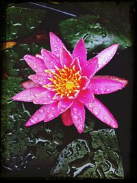 Close-up of wet pink flower floating on water