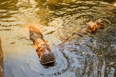 High angle view of dog in lake