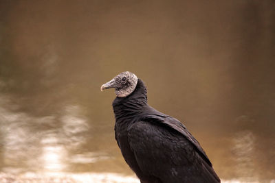 American black vulture coragyps atratus at the myakka river state park in sarasota, florida